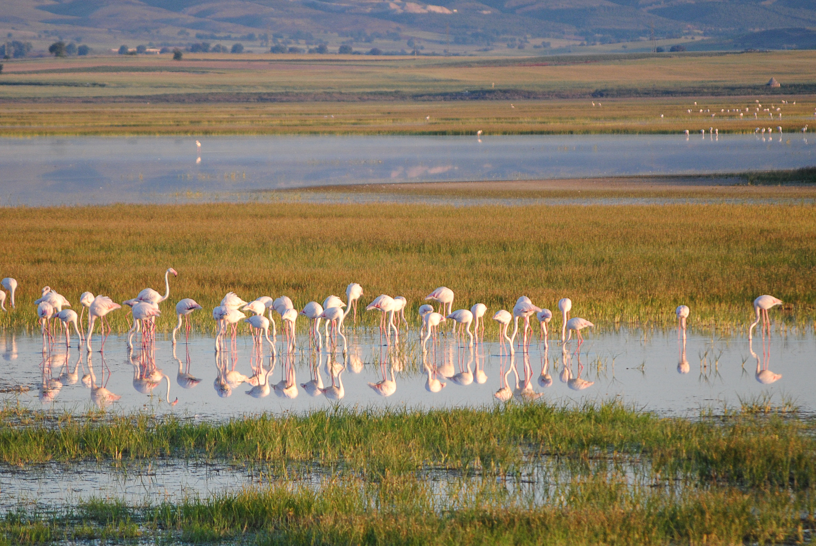 Grupo de flamencos comunes en laguna de El Hito